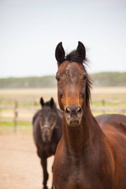 Kahverengi atın yakın plan portresi.
