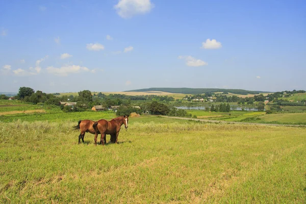 草原の真ん中に馬が放牧されています ロイヤリティフリーのストック写真