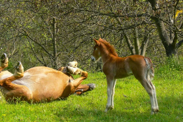 Brown Horse Brown Foal Green Pasture Meadow Green Grass Stok Fotoğraf