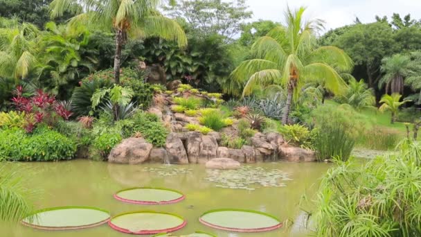 Jardim tropical com lagoa — Vídeo de Stock