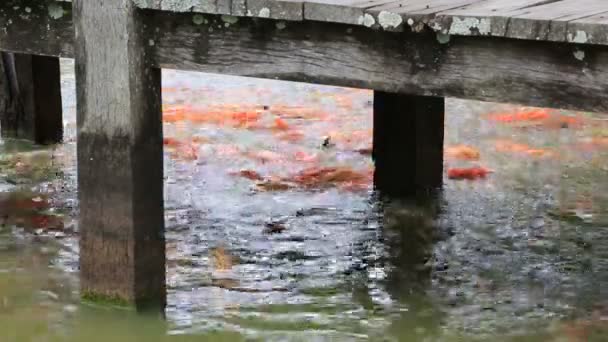 Feeding of carps — Stock Video