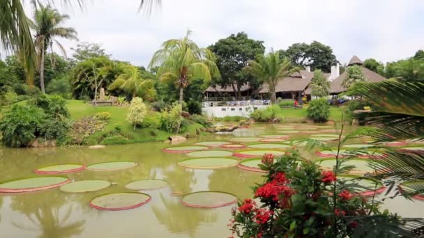 Tropische tuin met vijver, Victoria Regia en palmen — Stockvideo