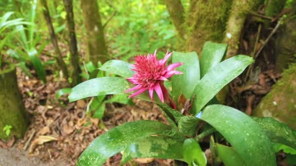 Λουλούδι στο δάσος της Κόστα Ρίκα — Αρχείο Βίντεο