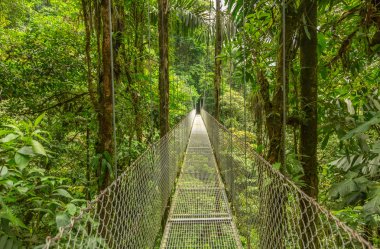 Hanging bridge in Costa Rica clipart