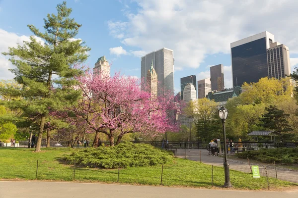Blommande träd i Central Park, New York — Stockfoto