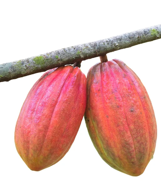 Cocoa pod on the tree — Stock Photo, Image