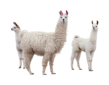 Female llama with baby clipart