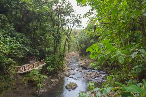 Regnskog i Costa Rica — Stockfoto