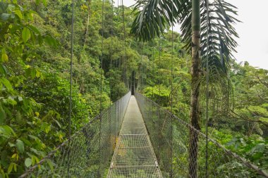 Hanging bridge, Costa Rica clipart