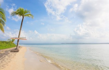 Single palm tree in exotic tropical beach