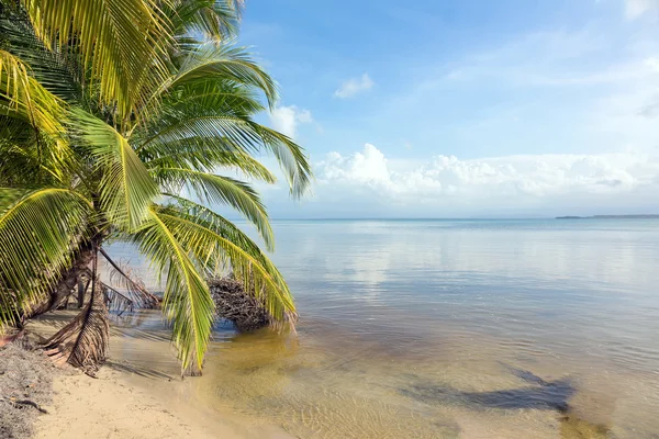 Tilted tree on the Caribbean coast — Stock Photo, Image