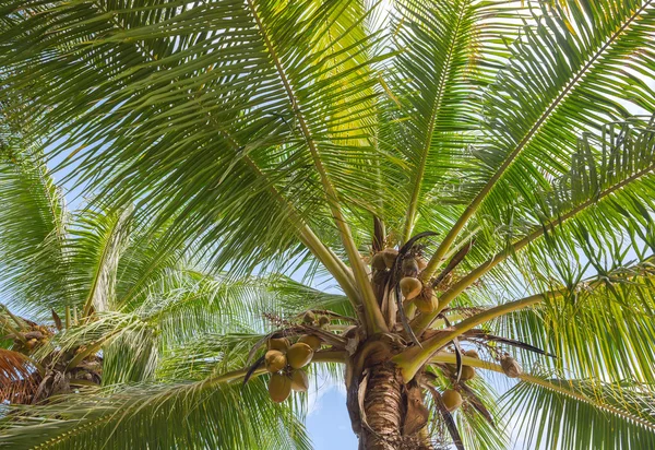 Hindistan cevizi hurma yaprakları