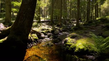 Small cascading creek