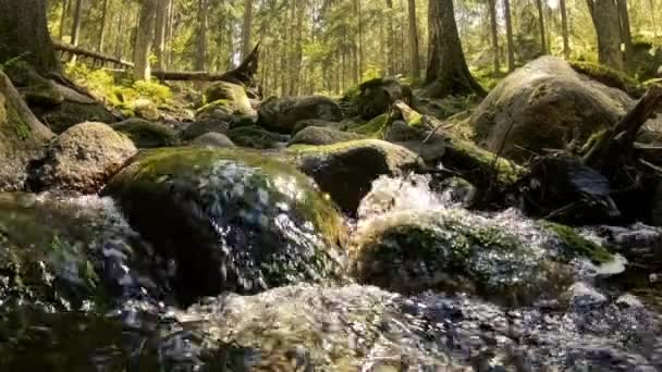 Small cascading creek — Stockvideo