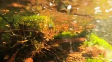 Small cascading creek