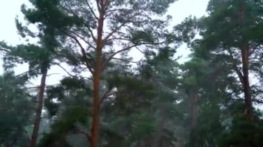 Çam ormanında sağanak yağmur ve sağanak yağış