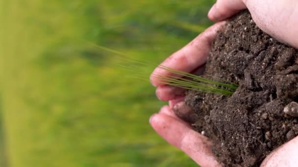 Brote crece de manos humanas en el fondo borroso campo de la agricultura — Vídeos de Stock
