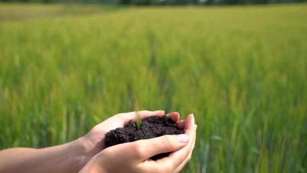 Sprout rośnie z ludzkich rąk na niewyraźnym tle pola uprawnego — Wideo stockowe