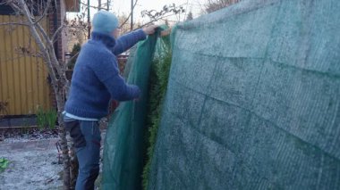 Soğuk ve soğuk bir sabahta bahçesini kışa hazırlayan bir adam bitkileri koruyucu kumaşla koruyor. Sakin mevsimsel yaşam tarzı atmosferi yumuşak doğal ışık ve erken kış havası.
