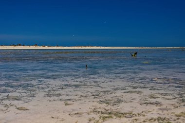 Tunus 'un başkenti Cerba' da Akdeniz 'in alçak gelgitte güzel bir manzarası var.