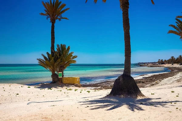 Uma bela vista da costa mediterrânea com água de bétula, uma praia com areia branca e uma palmeira verde. — Fotografia de Stock