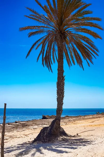 Uma bela vista da costa mediterrânea com água de bétula, uma praia com areia branca e uma palmeira verde. — Fotografia de Stock