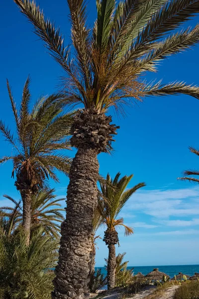 Vista delle palme da dattero sulla spiaggia sulla costa mediterranea. Riposa al mare. Isola di Djerba, Tunisia — Foto Stock