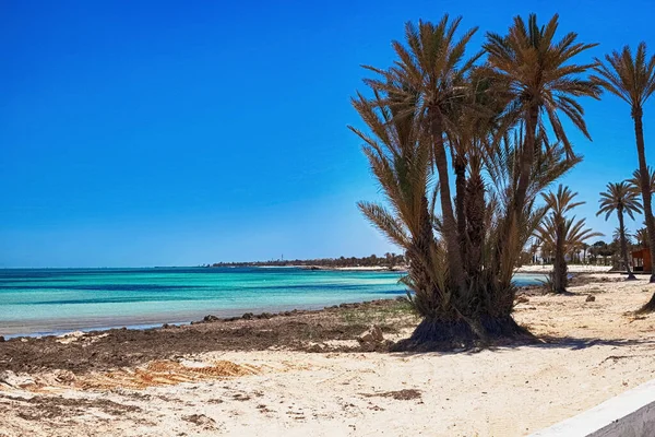 Uma bela vista da costa mediterrânea com água de bétula, uma praia com areia branca e uma palmeira verde. — Fotografia de Stock