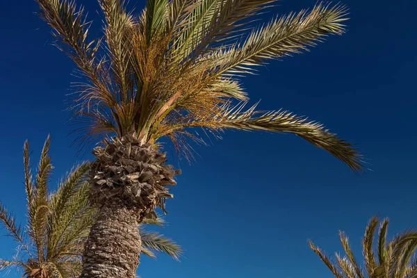 Vista delle palme da dattero sulla spiaggia sulla costa mediterranea. Riposa al mare. Isola di Djerba, Tunisia — Foto Stock