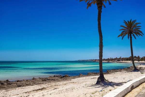 Una hermosa vista de la costa mediterránea con agua de abedul, una playa con arena blanca y una palmera verde. —  Fotos de Stock