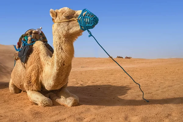 Dromedary Camel siedzi na piasku na Saharze, odpoczywając. — Zdjęcie stockowe