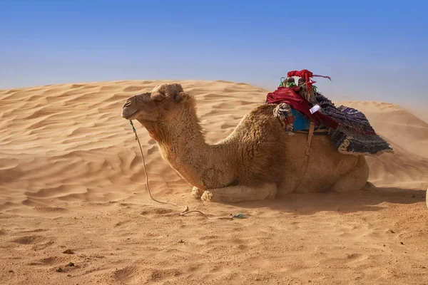 Dromedary Camel zit op het zand in de Sahara woestijn, rusten. — Stockfoto