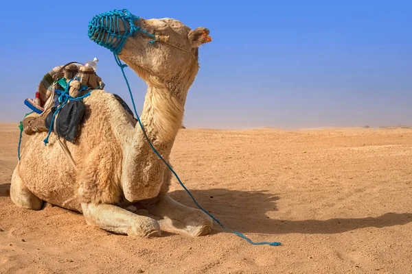 Dromedary Camel sitter på sanden i Saharaöknen, vilar. — Stockfoto