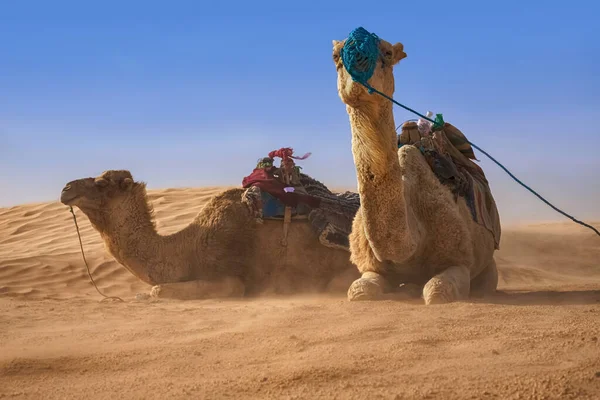 Dromadaire chameau est assis sur le sable dans le désert du Sahara, se reposant. — Photo