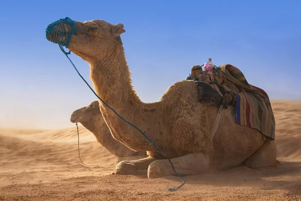 Dromedar Kamel sitzt im Sand der Sahara und ruht sich aus. — Stockfoto