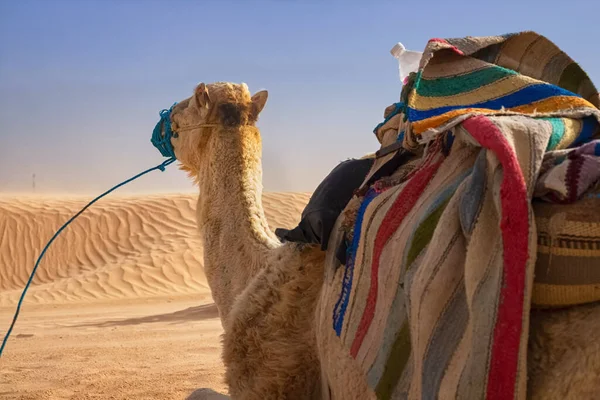 Dromedar Kamel sitzt im Sand der Sahara und ruht sich aus. — Stockfoto