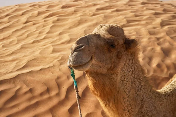 Dromedary Camel siedzi na piasku na Saharze, odpoczywając. — Zdjęcie stockowe