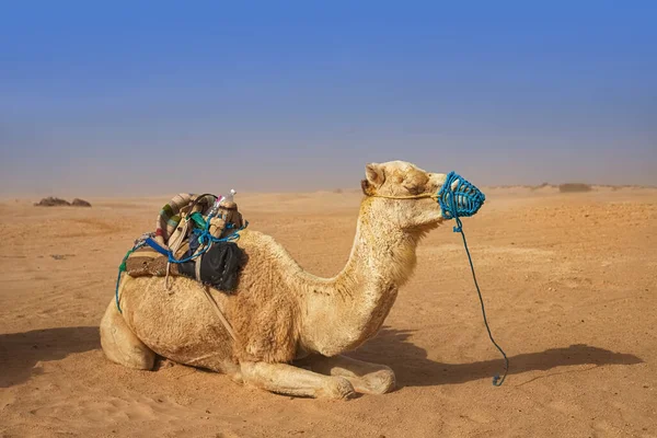 Dromedar Kamel sitzt im Sand der Sahara und ruht sich aus. — Stockfoto