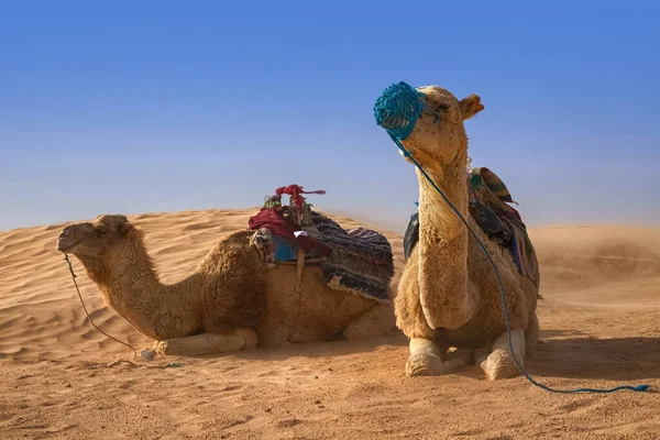 Dromedary Camel sitter på sanden i Saharaöknen, vilar. — Stockfoto