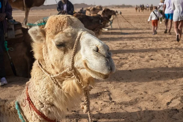 Dromedary Camel siedzi na piasku na Saharze, odpoczywając. — Zdjęcie stockowe