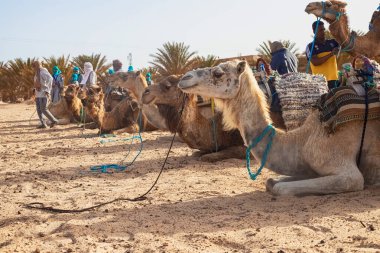 Dromedary Camel Sahra Çölü 'nde kumların üzerinde dinleniyor..