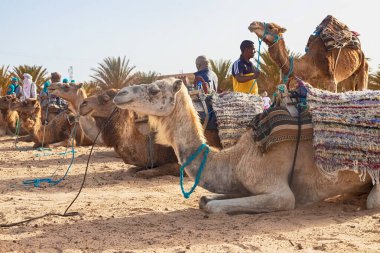 Dromedary Camel Sahra Çölü 'nde kumların üzerinde dinleniyor..
