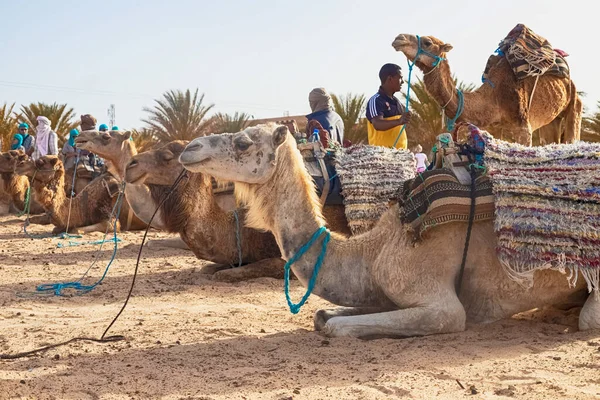 Dromedario Cammello siede sulla sabbia nel deserto del Sahara, riposando. — Foto Stock