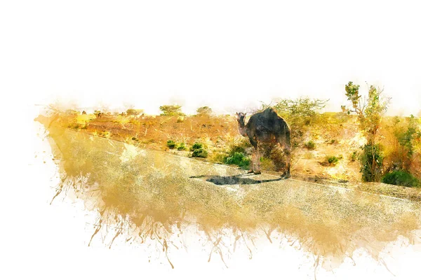 Um camelo bonito, selvagem e corcunda está no chão no deserto marroquino — Fotografia de Stock