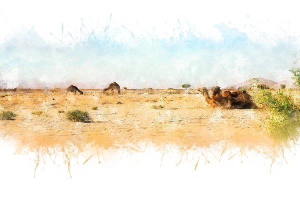 Un cammello carino, selvaggio e a gobba singola giace a terra nel deserto marocchino Foto Stock Royalty Free