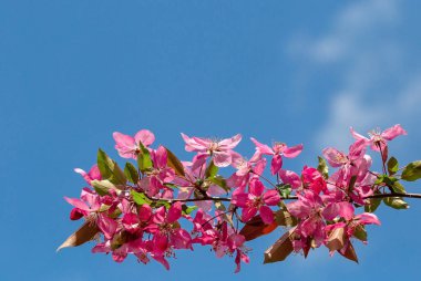 Bahar ağacının dalları mavi gökyüzünde kopyalanmış boşlukta