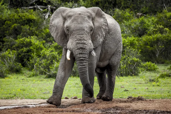 Toro elefante africano solo . — Foto Stock