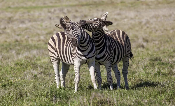 Deux zèbres d'étalons combattant dans une réserve de gibier en Afrique . — Photo