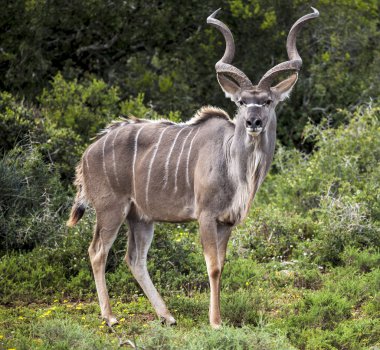Kudu.