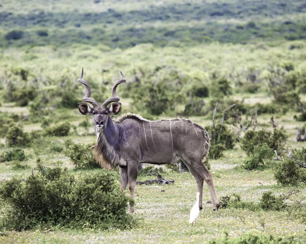 Touro Kudu. . — Fotografia de Stock